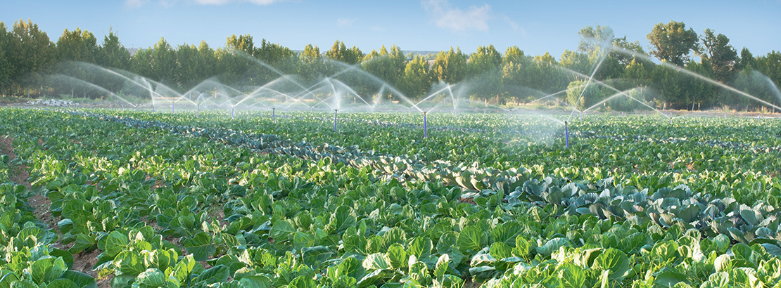 Como economizar água durante a irrigação?